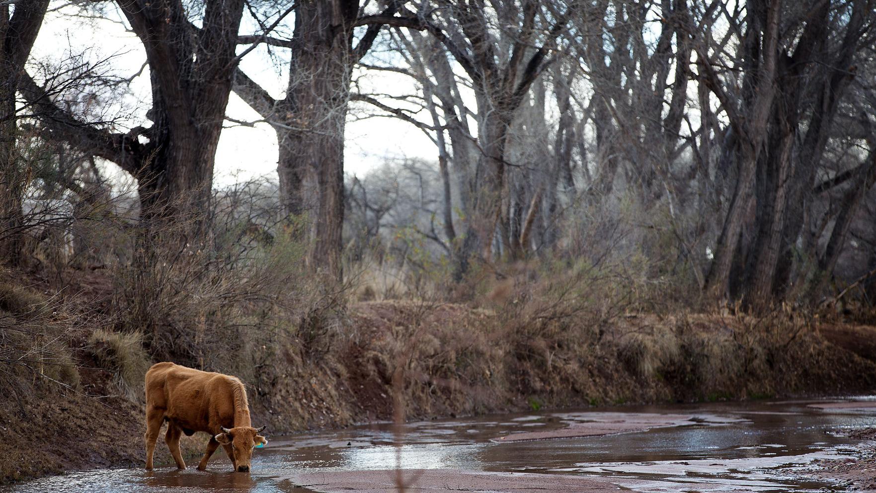 Settlement forces review of cattle grazing along San Pedro River